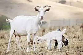 Une chèvre « suitée » — c’est-à-dire avec un ou plusieurs petits la suivant.
