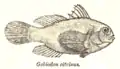 Gobiodon citrinus