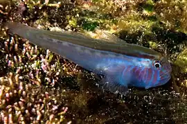 Gobiodon rivulatus