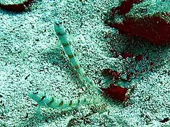 Deux gobies et une crevette du genre Alpheus cohabitent