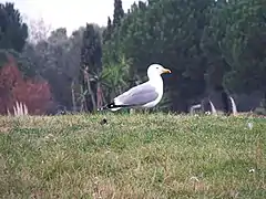 Goéland dans un parc de Palavas.