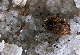 Goethite sur quartz. Wawa (Ontario, Canada).