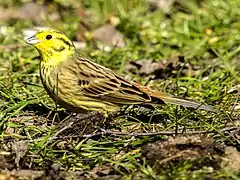 Bruant jaune mâle.