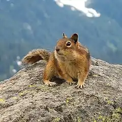 Spermophile à mante dorée des Cascades.