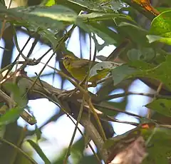 Description de l'image Golden-bellied Warbler.jpg.