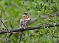 Emberiza flaviventris vu de dos (Parc national Kruger, Afrique du Sud)