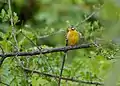 Emberiza flaviventris vu de face (Parc national Kruger, Afrique du Sud)