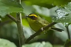 Description de l'image Golden-browed Warbler.jpg.