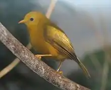 Un oiseau jaune avec une teinte brune sur les ailes et des reflets métalliques sur le visage