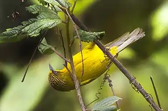 Stachyridopsis chrysaea (en)