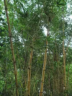 Description de l'image Golden Bamboo(Bambusa vulgaris) in Hong Kong.jpg.