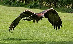 Aigle royal (Aquila chrysaetos)