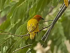 Description de l'image Golden Palm Weaver - Meru - Kenya 06 8317 (22850470935).jpg.