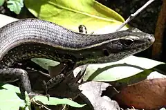 Description de l'image Golden Water Skink Front.JPG.