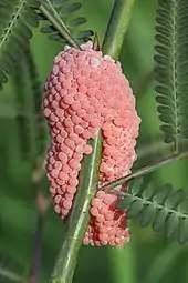 un amoncellement de petites sphères roses autour d'une tige.