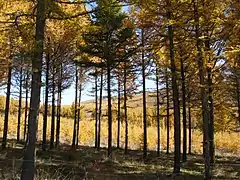 La forêt à l'automne