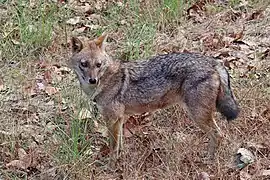 Canis aureus indicus en Inde, parc national de Kanha