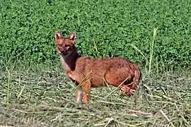 Canis aureus moreotica en Grèce.