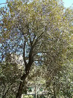 Description de l'image Golden oak.JPG.