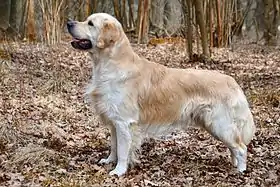 Golden retriever de profil, jaune clair voire blanc, dit "sable".