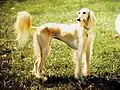 (en)Golden saluki