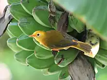 Un petit oiseau jaune se cramponne sur le côté d'un régime de bananes vertes dans un arbre.