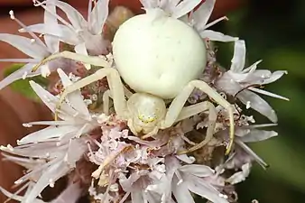 Une femelle sur fond blanc