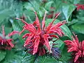 Monarda didyma