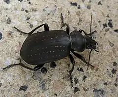 Calosoma auropunctatum.