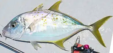 Carangoides fulvoguttatus