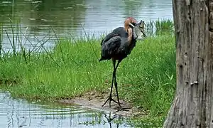 Ardea goliath avec un poisson empalé sur son bec,Parc national Kruger