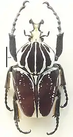 Goliathus goliatus conspersus