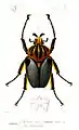 dans le Dictionnaire universel d'histoire naturelle Atlas Zoologie de Vaillant & Choubard (1849)