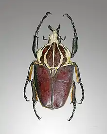 Goliathus goliathus (Scarabaeidae)