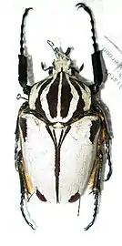 Goliathus goliatus f. quadrimaculatus