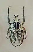 Goliathus orientalis meleagris (Zaïre)