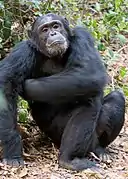 Chimpanzé commun ou Pan troglodytes