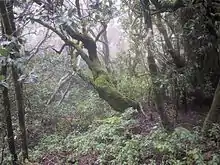 Parc national de Garajonay à La Gomera