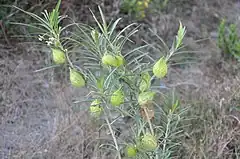 Plante, vue d'ensemble