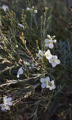 Description de l'image Gomphostigma virgatum - Fleurs.jpg.