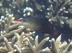 Un labre-oiseau (Gomphosus caeruleus) en phase initiale