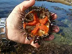 Gonades d'oursin, prêtes à être consommées en Italie.