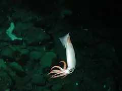 Un calamar (Gonatus onyx) Au mont sous-marin de Davidson (-1328 m).