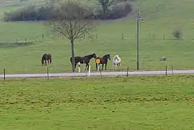 Possibles Selle luxembourgeois dans une pâture