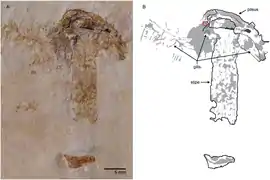 Fossile de Gondwanagaricites magnificus