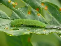 La chenille broute une feuille en creusant un trou, pour, plus tard, l'attaquer par les bords.