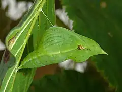 Chrysalide accrochée à son support par un fil de soie et mimant une feuille enroulée.