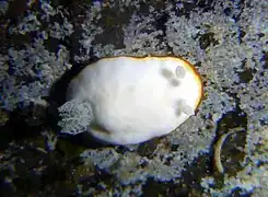 Goniobranchus albonares