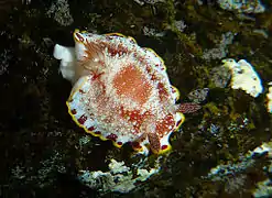 Goniobranchus tinctorius