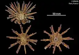 Spécimen du Muséum National d'Histoire Naturelle